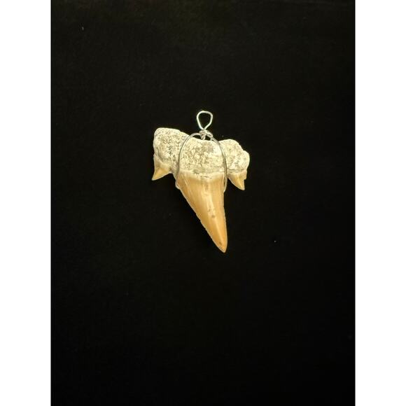Fossilized Shark Tooth Pendant with silver tone wire wrap 1.25” New - Picture 2 of 4